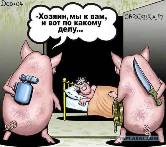 Бесконтрольно расплодившиеся свиньи захватили город на Урале