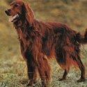 HUNTING DOG BREEDS: WHICH DOG TO CHOOSE FOR HUNTING