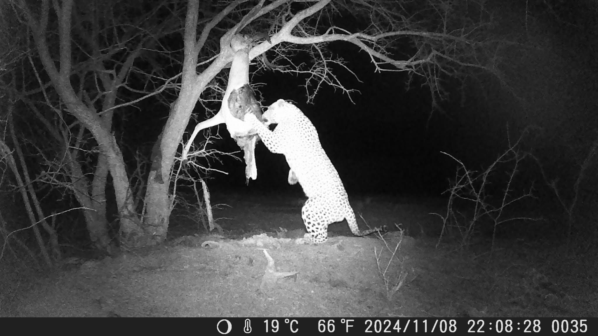 LEOPARD HUNT IN NAMIBIA 2025.
