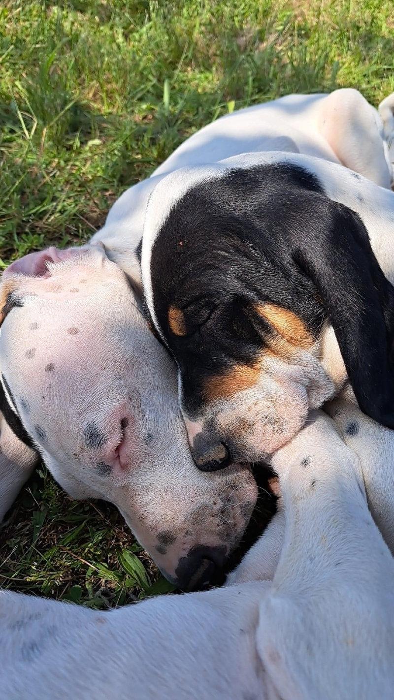 Amour du chien 🤩