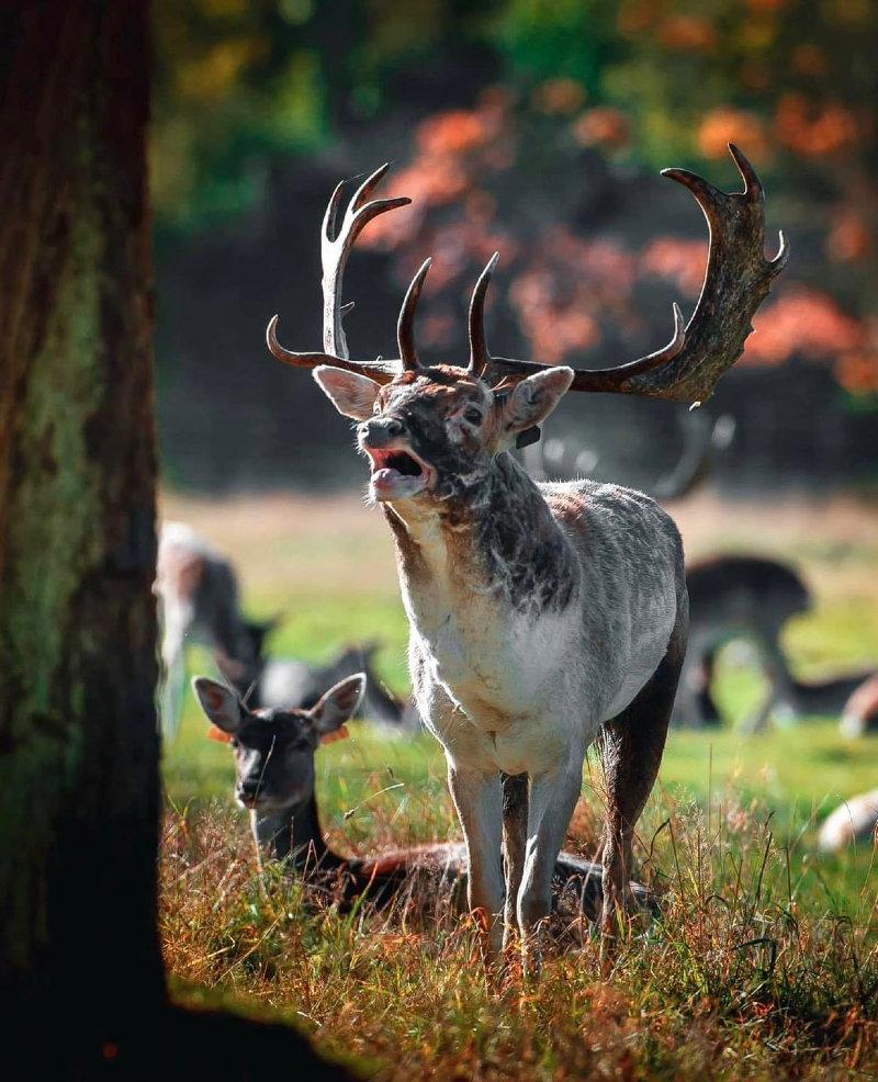 A Phoenix Park Fallow Buck warns off his competitors during a previous rut