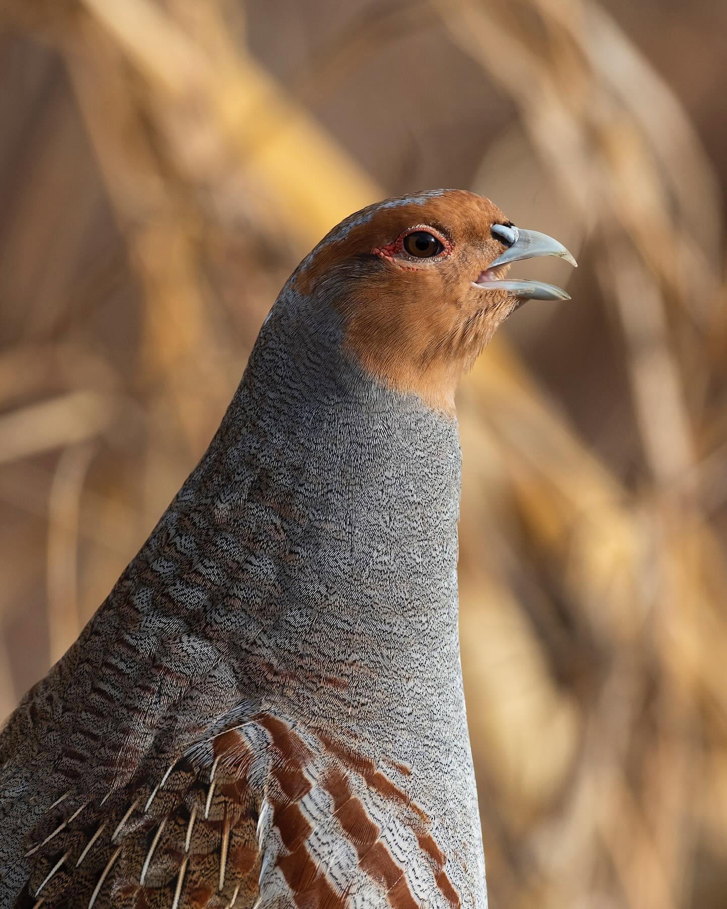 Hungarian Partridge or grey partridge as they call them across the pond are so full of character.