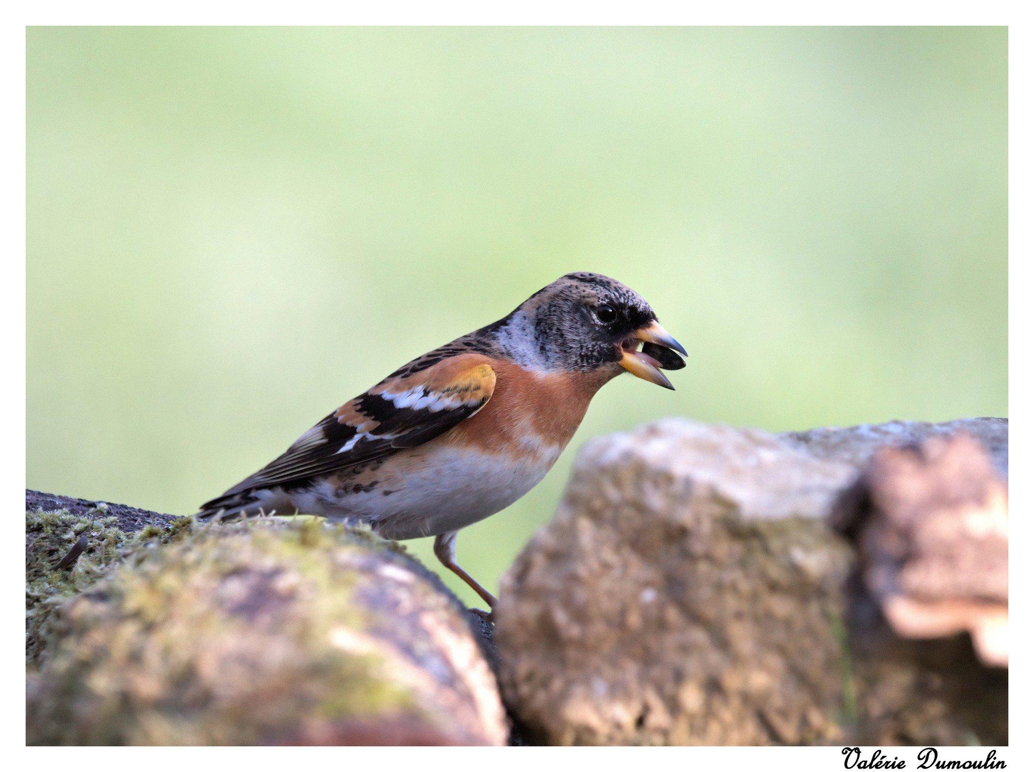 Je vais commencer par des photos de beaux oiseaux réalisées en mars 2022 en affût