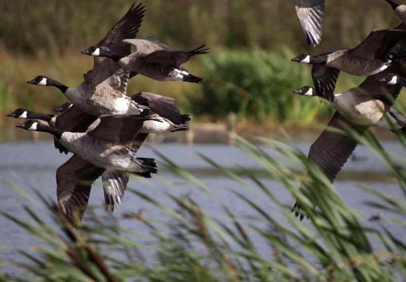 These little buggers usually fly pretty low and require being at water level to get any background in the photo.