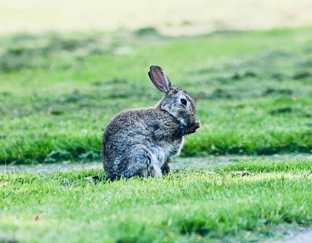 КРОЛИК ДИКИЙ: описание, охота на дикого кролика, повадки, методы, трофеи и правила, фото.