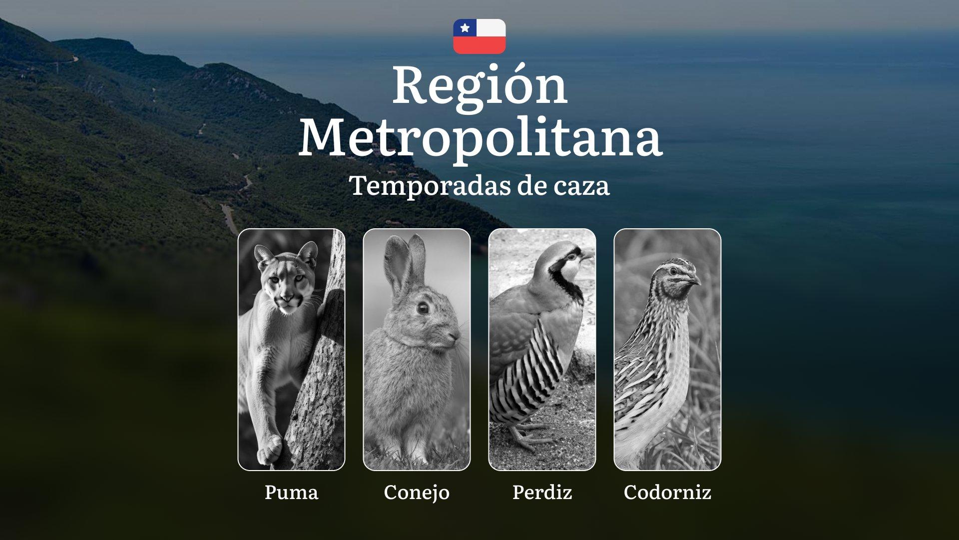Temporadas de caza en la Región Metropolitana (Chile): restricciones y protección legal, consejos para cazadores: elección de horario, lugar y equipo 