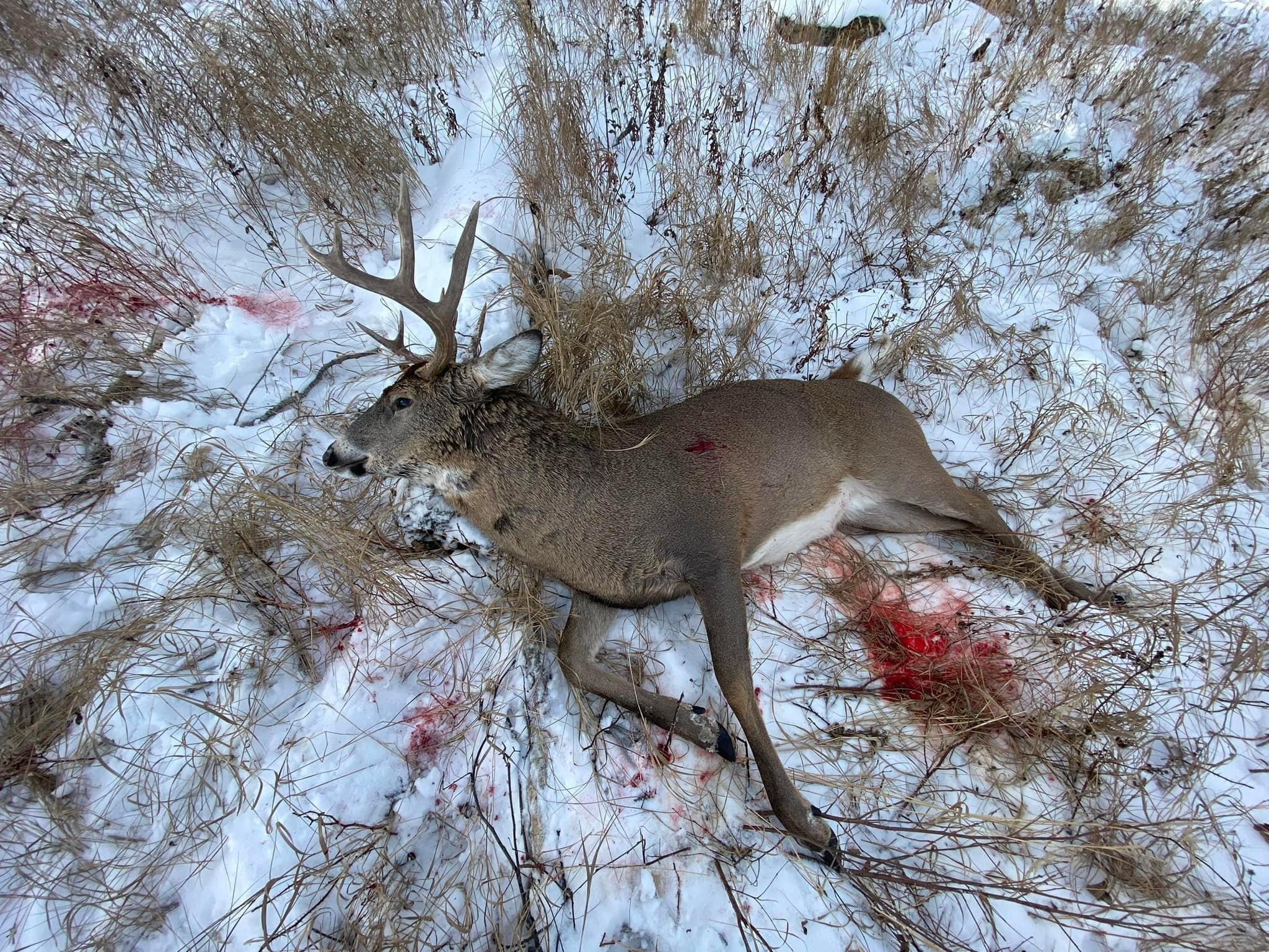 2022 moose and deer - Alberta