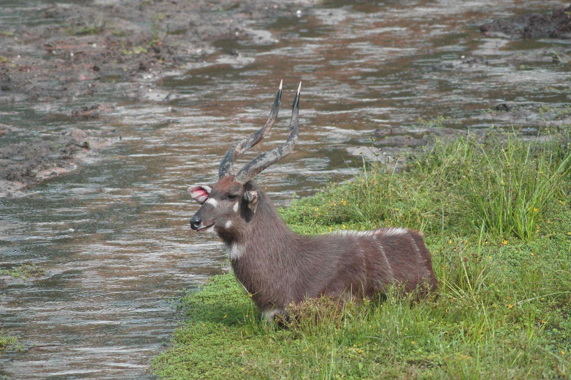 Hunting in Kayunga: Geographical Features, Demographics, and Outstanding Hunting Experiences in Uganda