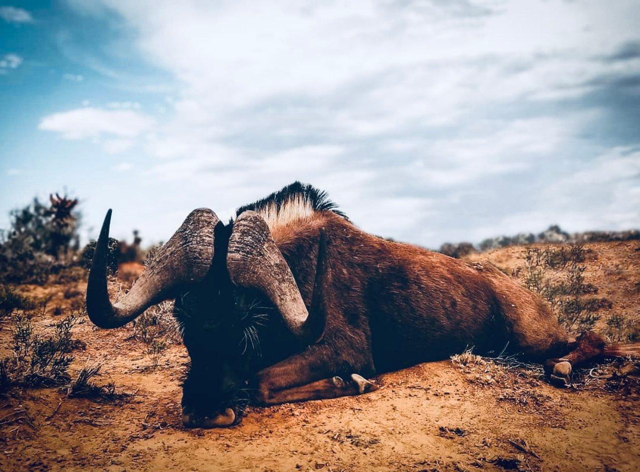 Driven Hunts in South Africa: A Hunter's Guide