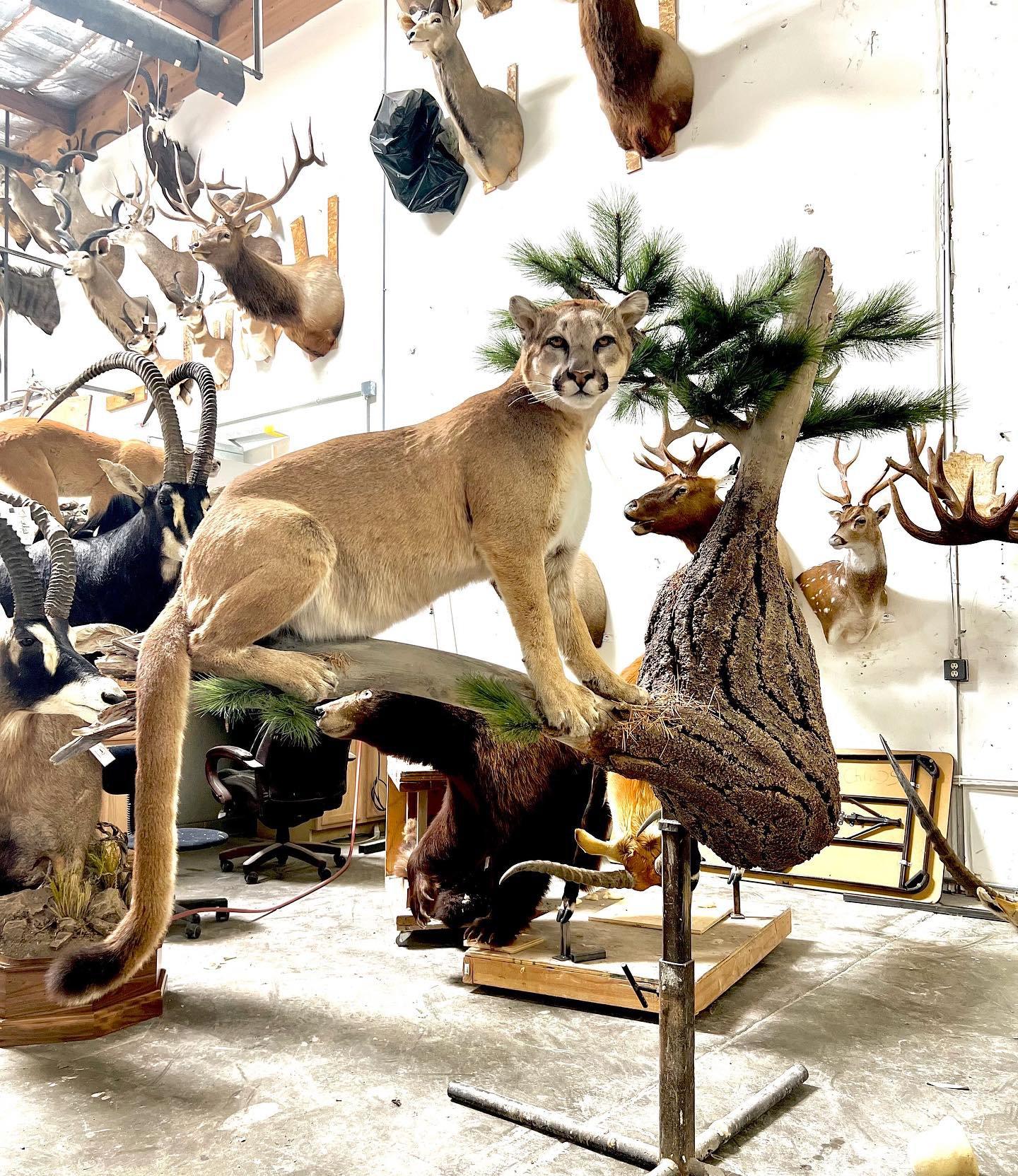 This heat is making us miss the snow and mountain lion season!