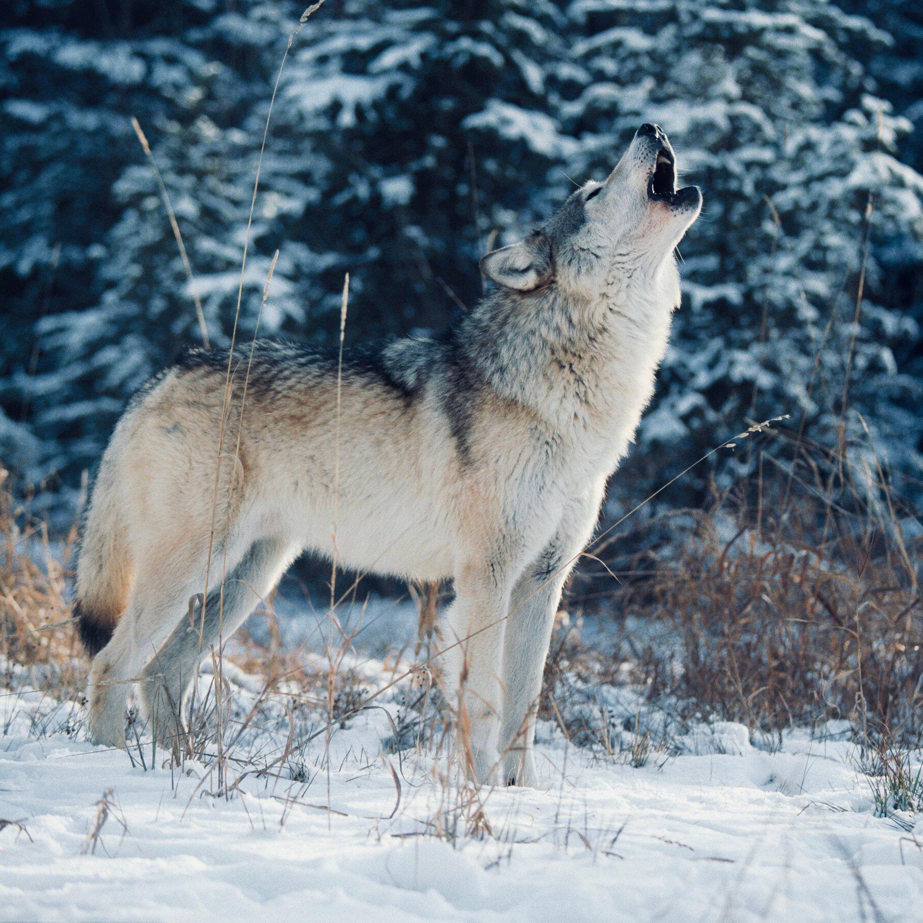 ВОЛК: описание, охота на волка, методы, сроки, трофей — как, где и когда охотиться на серого хищника.