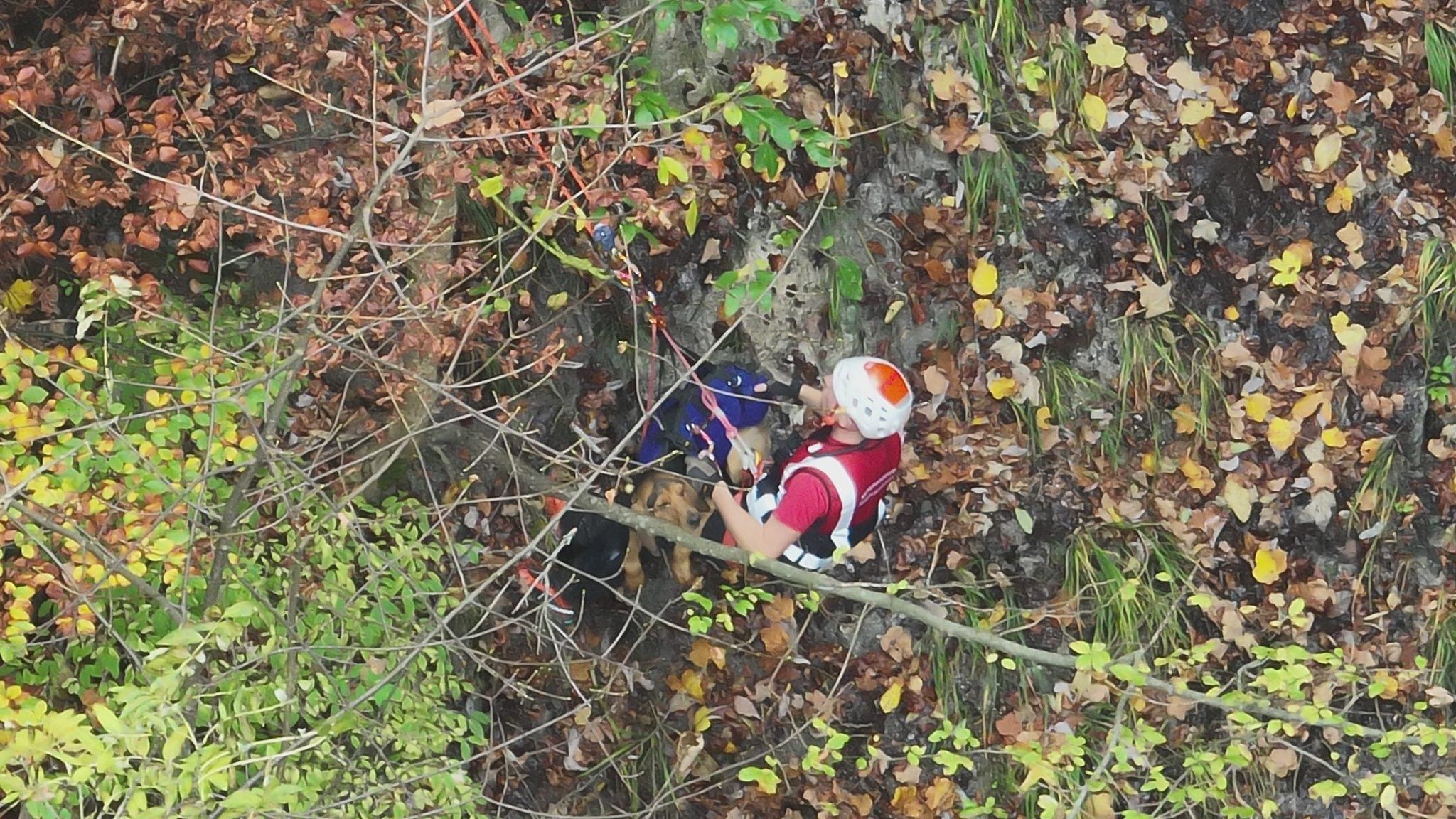 « Un chien perdu depuis 4 jours retrouvé à l’aide d’un drone à La Balme de Thuy » 😲