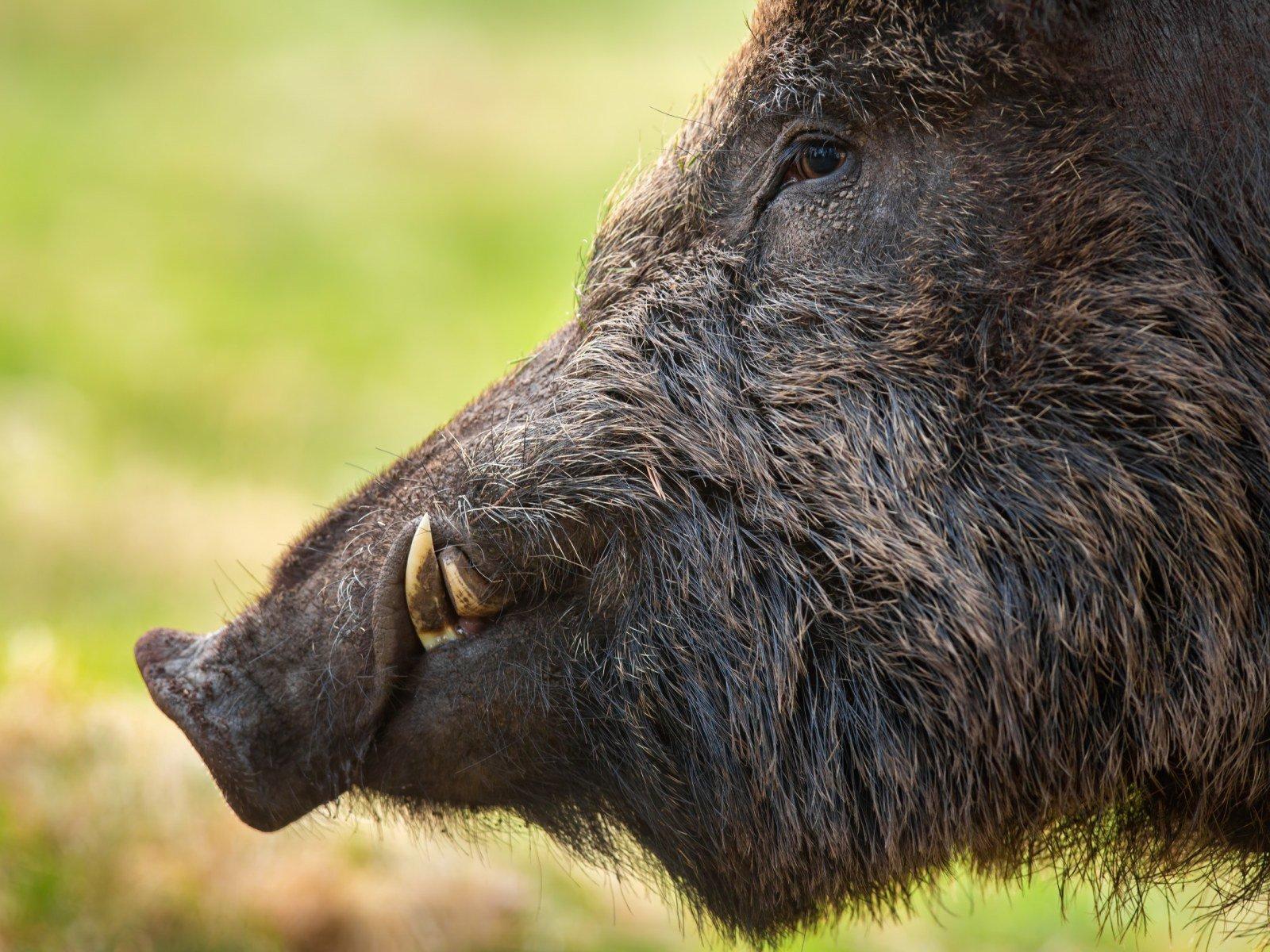 In den tiefen Wäldern und malerischen Landschaften, fernab vom Trubel der menschlichen Zivilisation, begegnet man oft einem faszinierenden Geschöpf: dem wunderschönen Wildschwein.