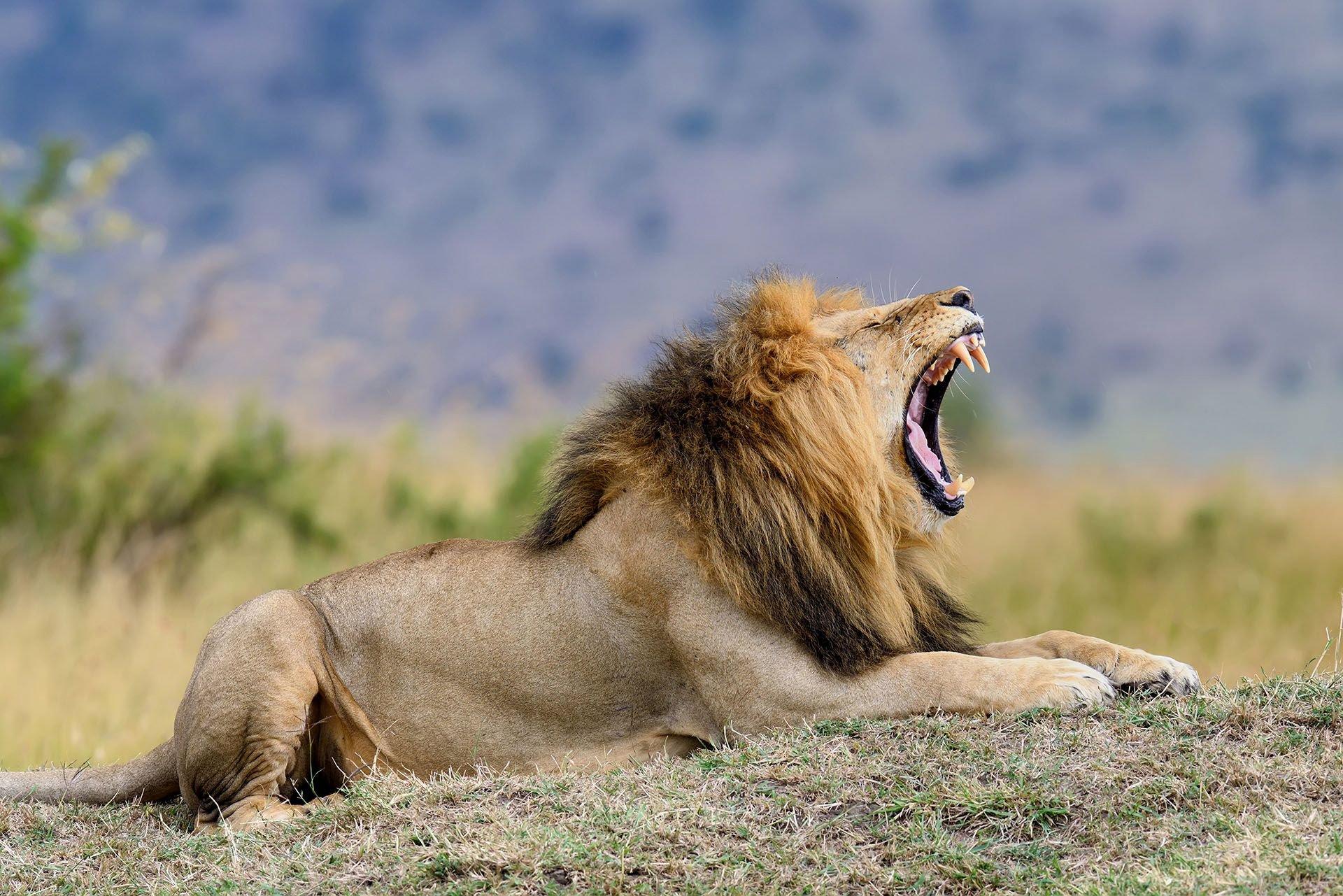 Hunting in Mbeya Region, Tanzania: Laws and Legislation, Clubs and Hunting Seasons, Geography of Tanzania
