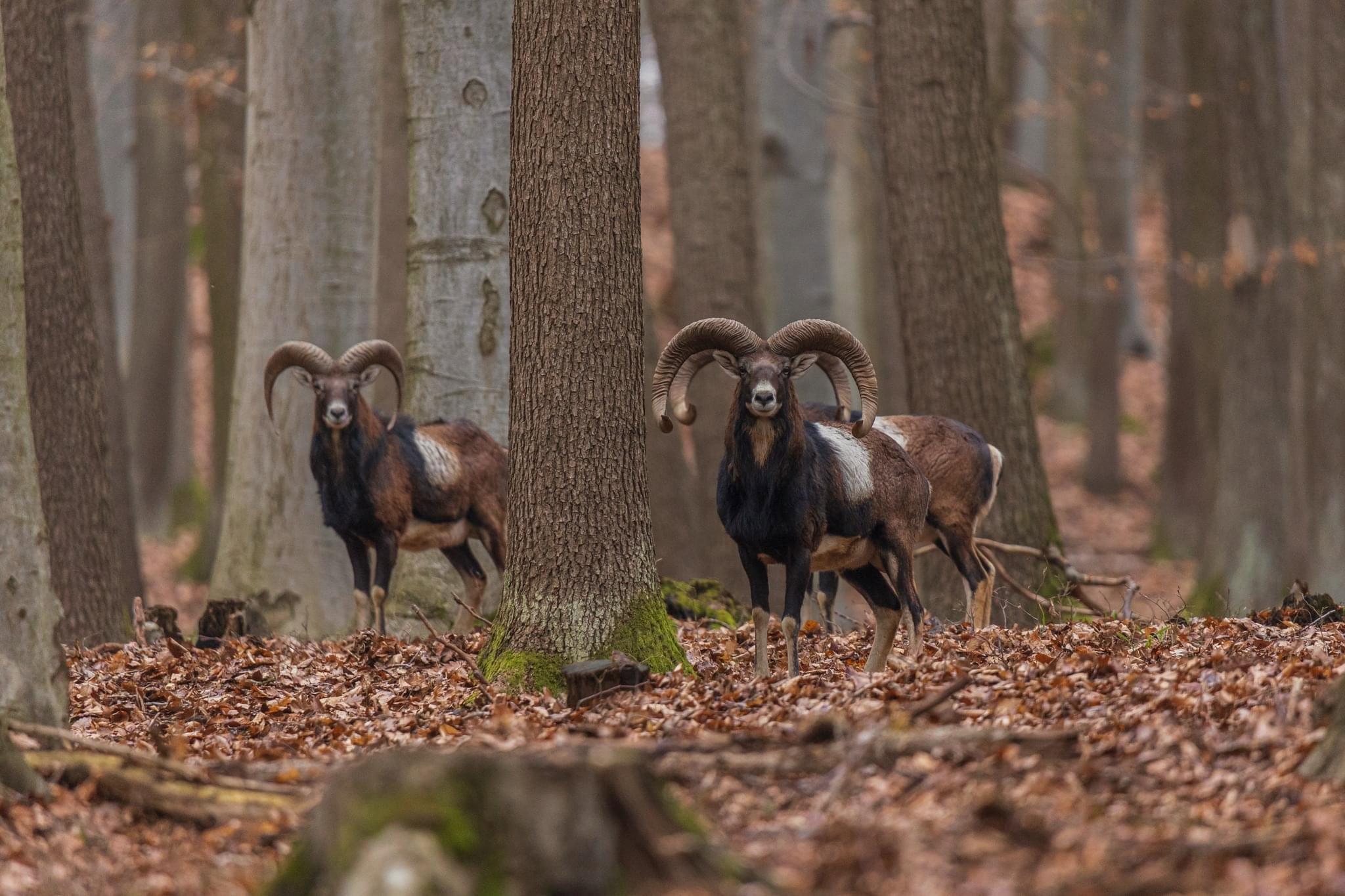 European moufflon (Ovis gmelini musimon)