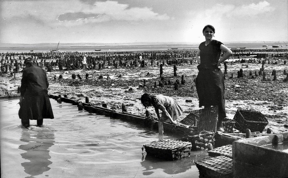 Oyster hunting and sorting in 19th-century France was an essential maritime and culinary practice that reflected both the country’s deep gastronomic traditions and the evolving dynamics of coastal economies.