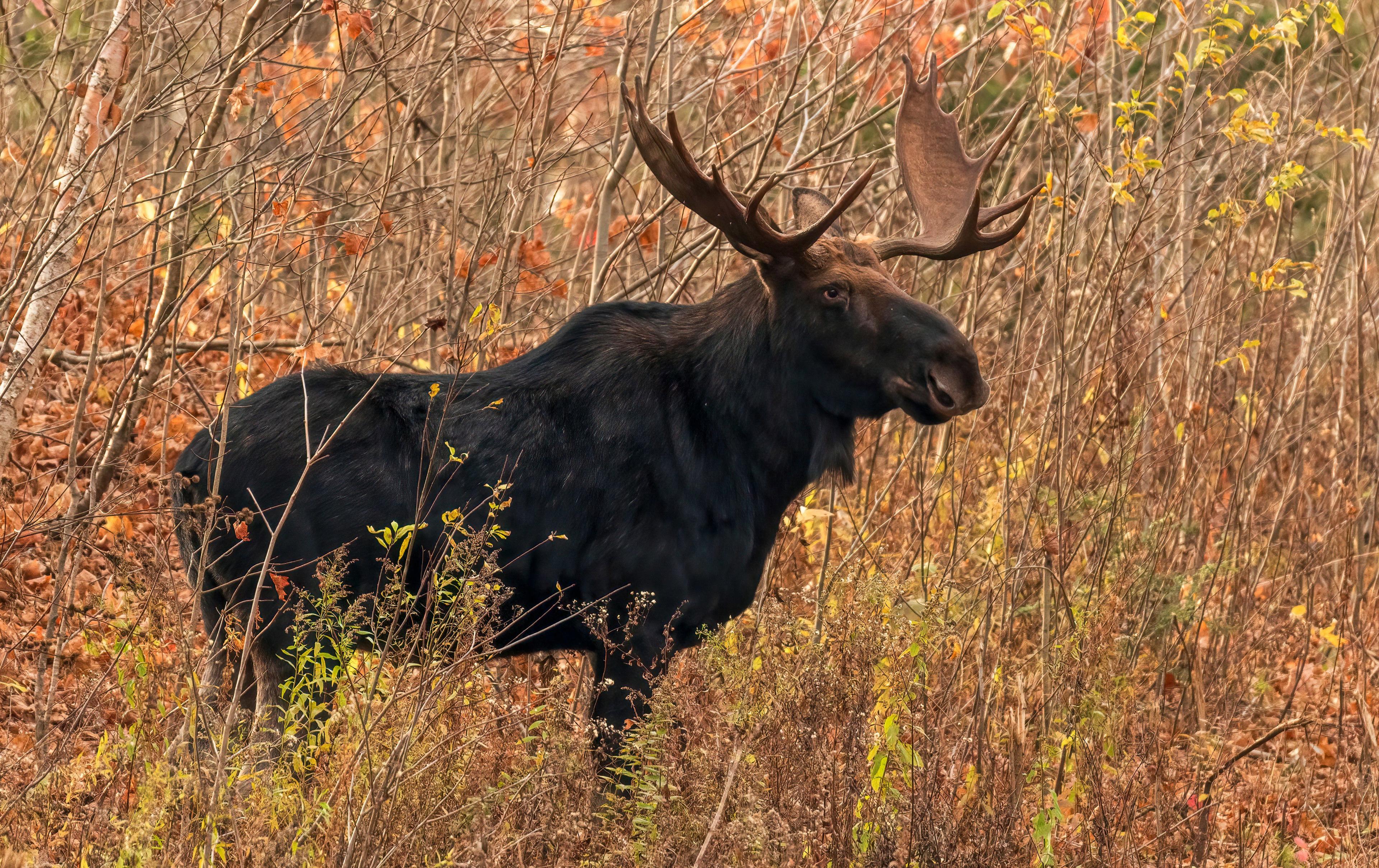 Manitoba Wildlife Federation Urges Full Moose Hunting Ban in Duck Mountain and Porcupine Forest Amid Population Crisis