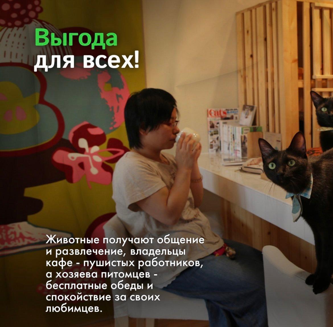 В Китае появился необычный тренд в сфере pet-friendly бизнеса!