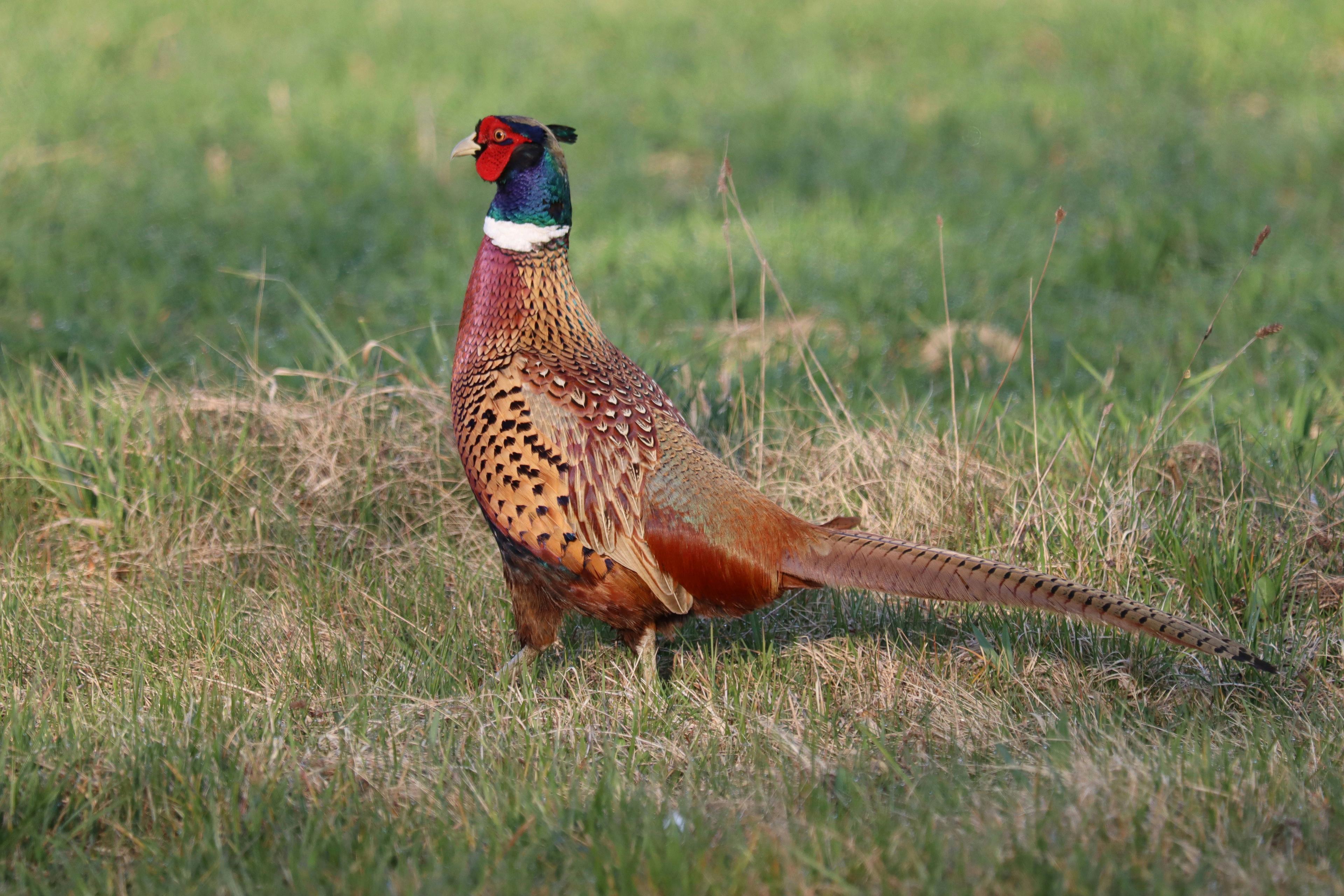 Chasse dans le PERCHE: Saisons de chasse, espèces de gibier, traditions locales et réglementation cynégétique