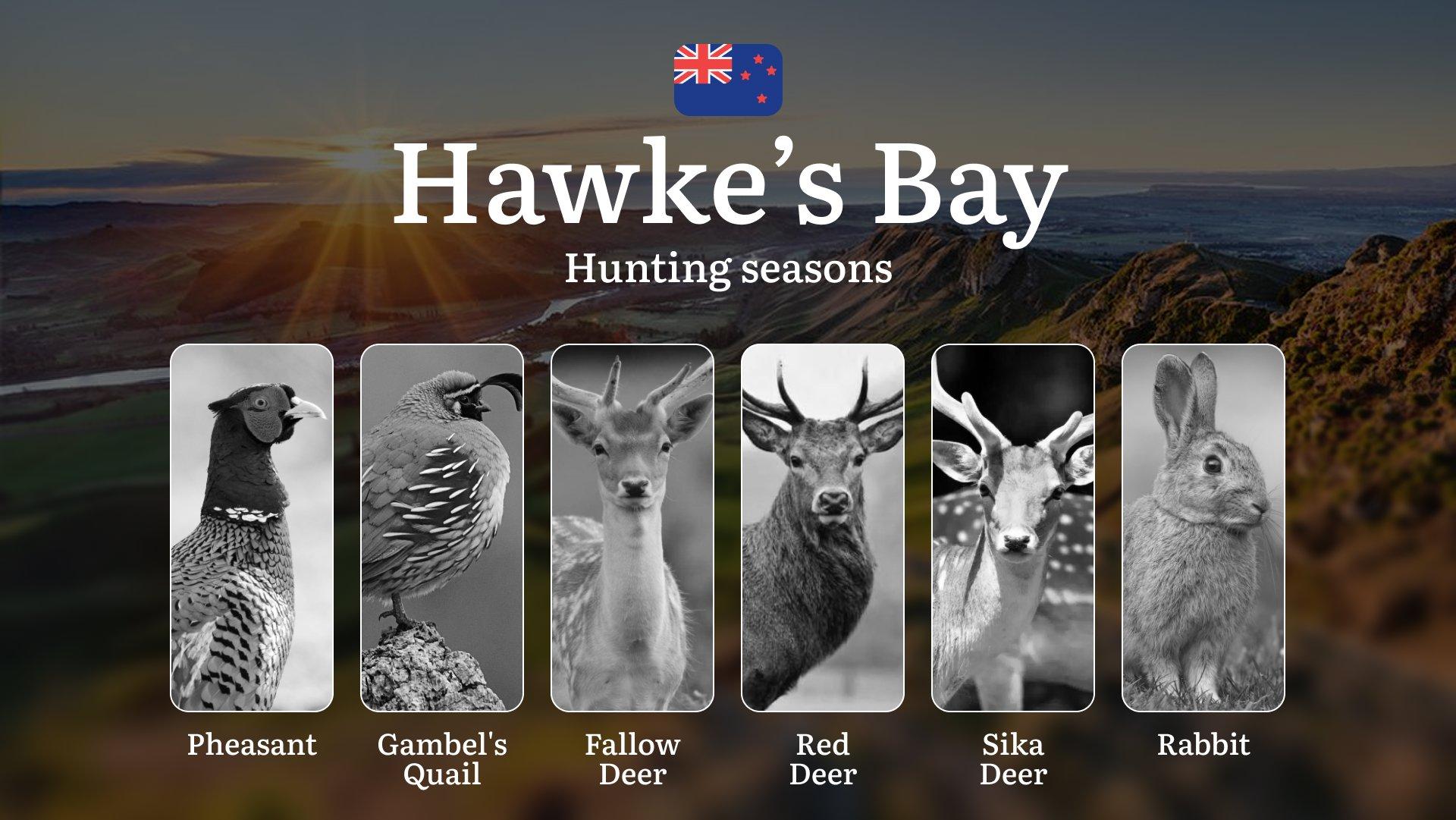 Hunting Seasons in Hawke’s Bay: How to Obtain a Hunting Permit, Timing, Gear, and Tactics for Hunting