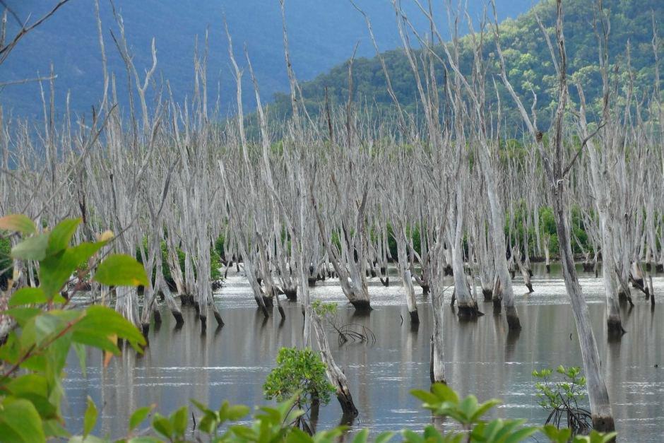 Melaleuca forest.