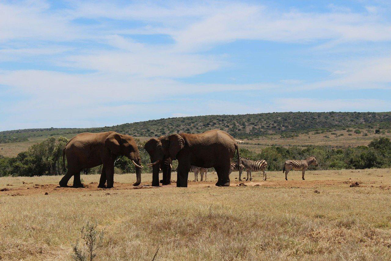 Hunting the Addo Edge: Ethical Pursuits, Dense Bush Challenges, and Rich Plains Game Variety