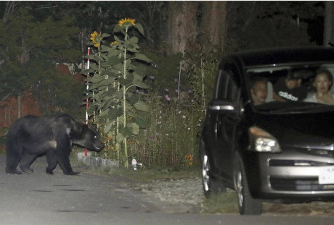 日本でのクマの攻撃の数が記録的なペースで増加しているため、地方自治体は状況に対処するのに苦労しています。