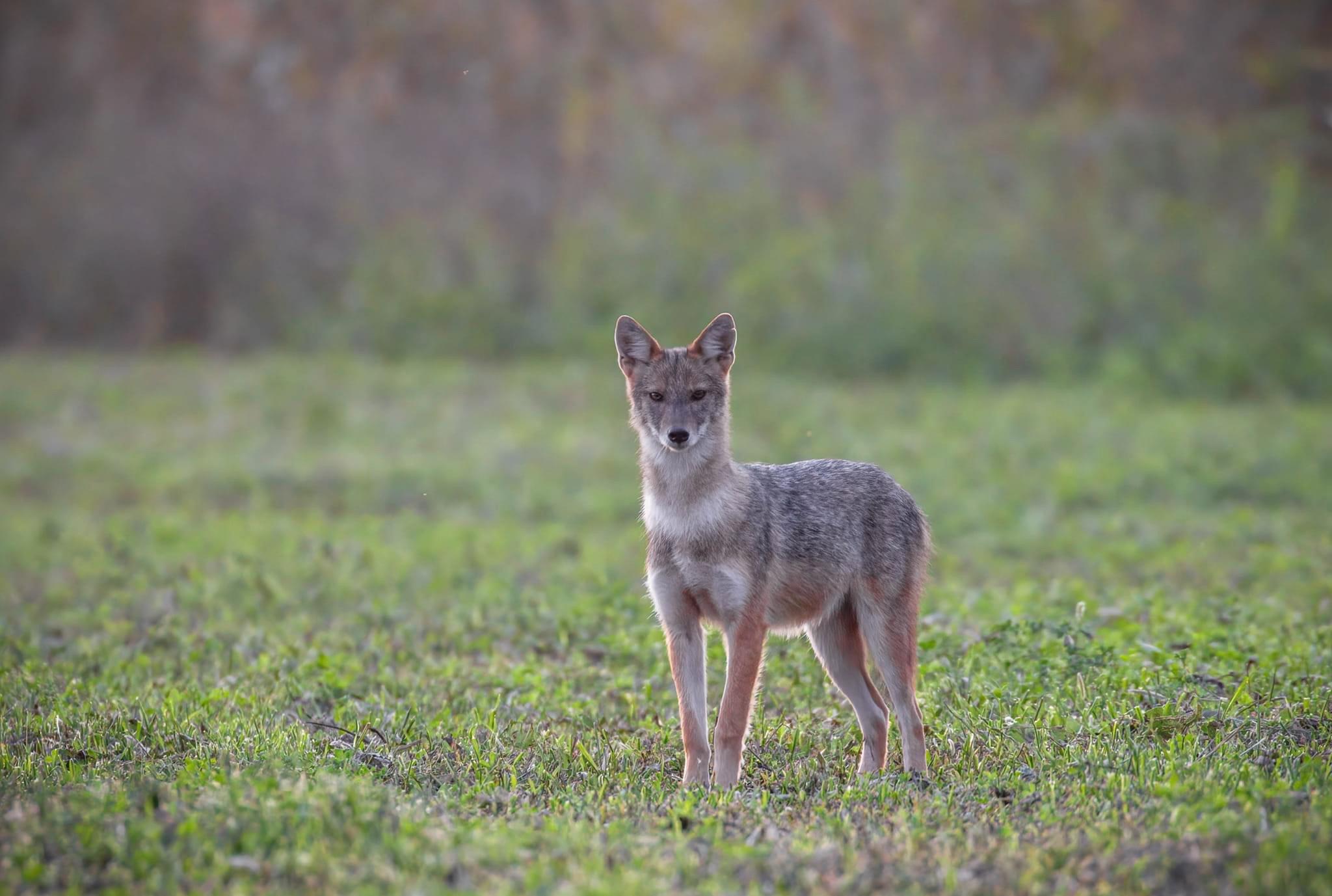 Capturing the Curiosity of a Majestic Jackal in Romania