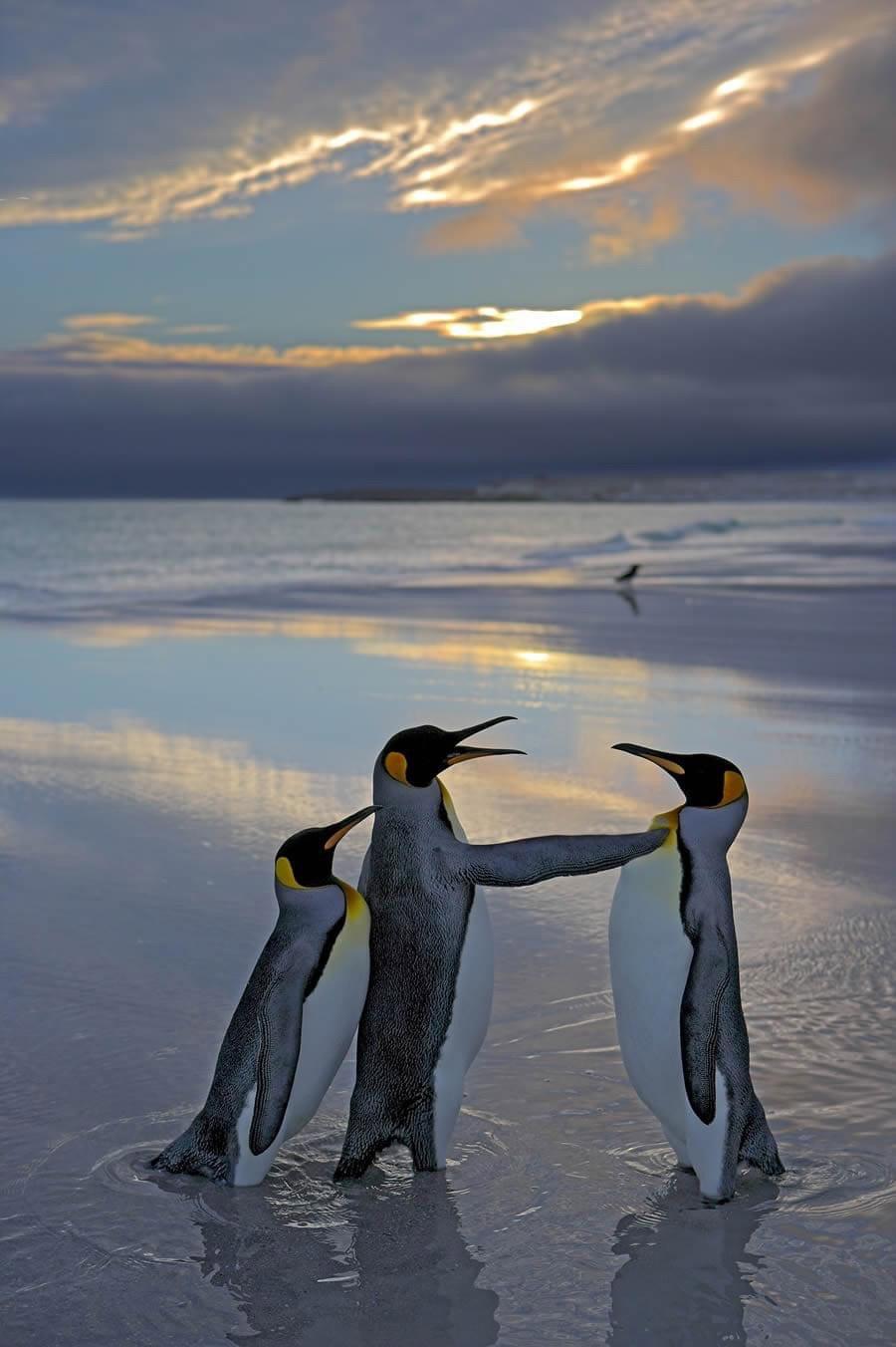 ❤️ Sharing the hilarious wildlife photos from the Comedy Wildlife Photo Awards 2024 finalists!