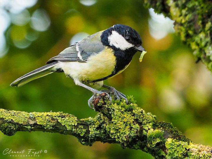 Pour changer un peu, voici ce mâle de mésange charbonnière qui ramène une chenille à ses petits, il enchaine les allers et retours pour nourrir sa nichée !