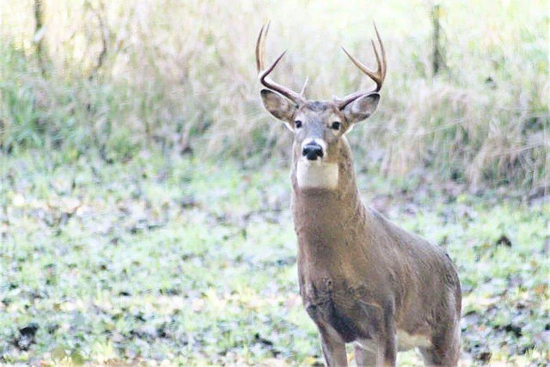 Commentary: It’s time to bring back Illinois’ deer check stations