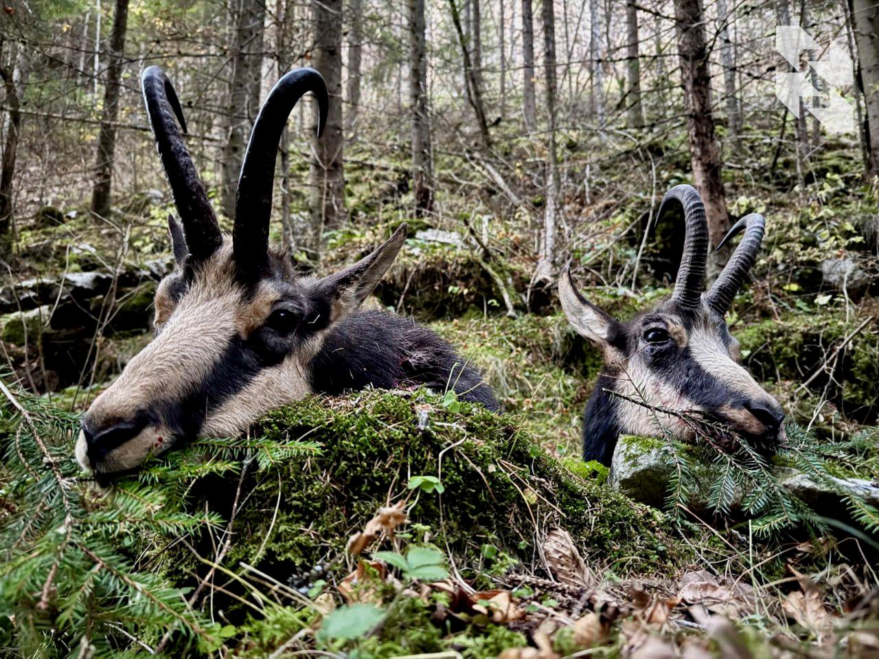 The best achievements of hunters in the 2024 season