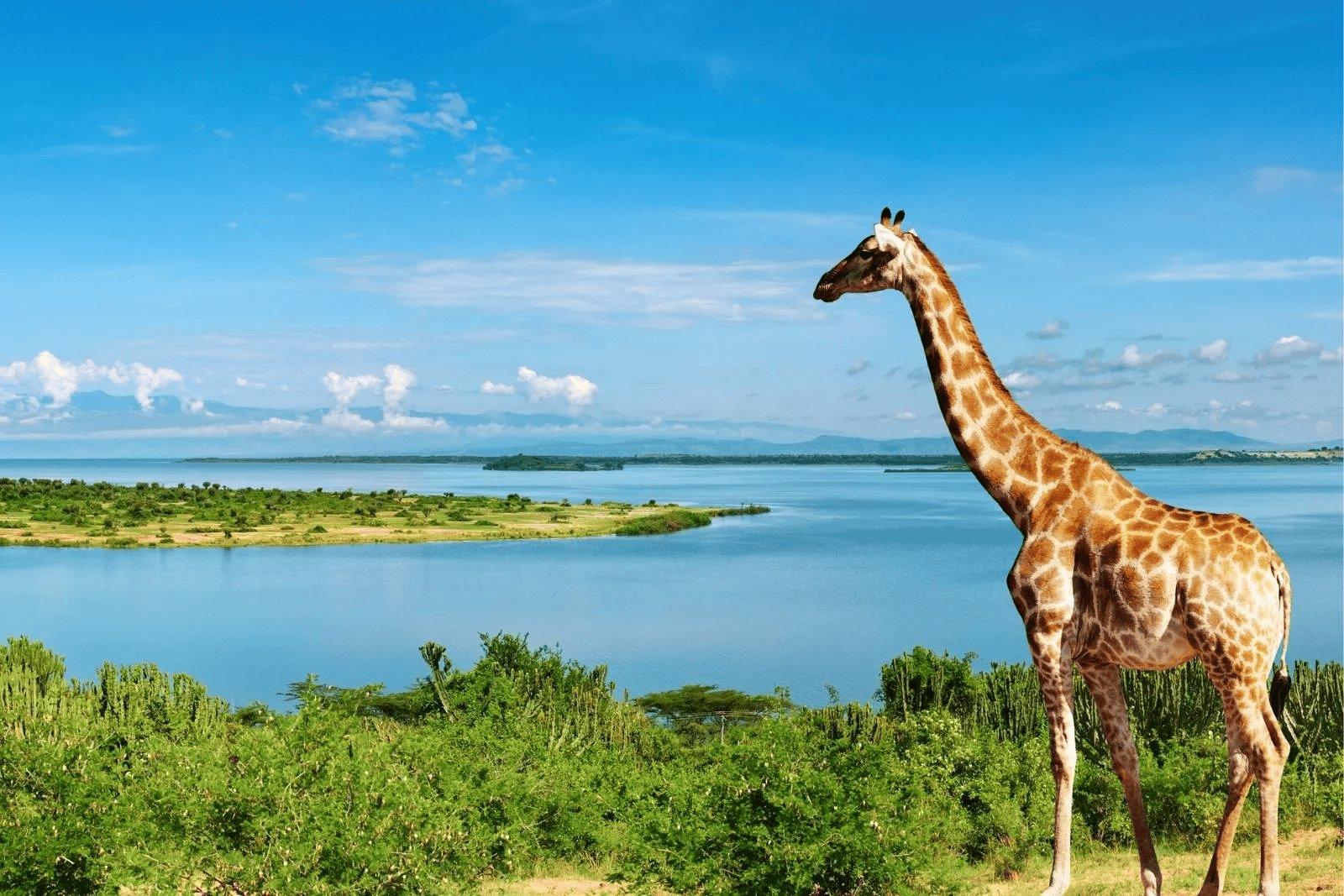 Hunting in Kiboga, Uganda: Geographical Features, Wildlife, Hunting Seasons, and Laws