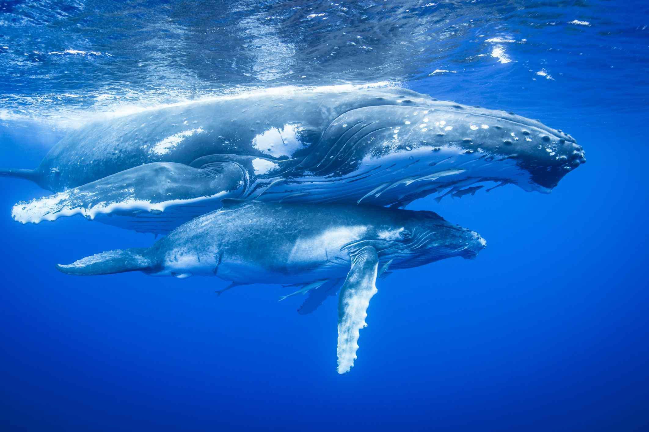 Marine mammals such as whales and pinnipeds are also targets of hunting, both recreationally and commercially, often with heated controversies regarding the morality, ethics and legality of such practices.