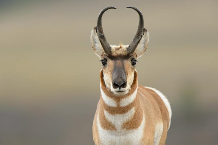 How to Stalk a Pronghorn Antelope