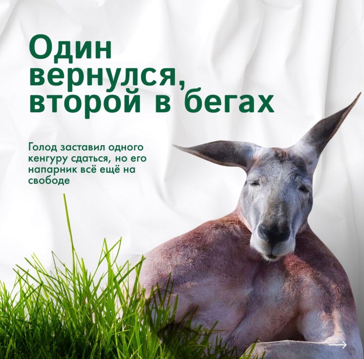 Невероятная история из Чехии: два кенгуру совершили побег из тюрьмы!