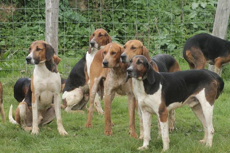 Les plus beaux modèles 🐶