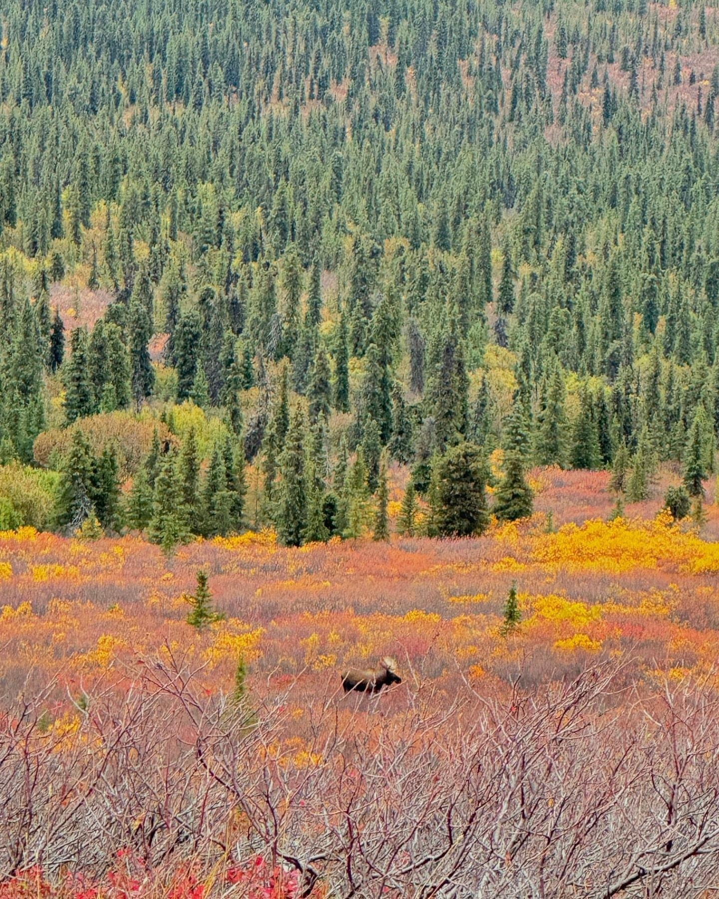 moose camp things.