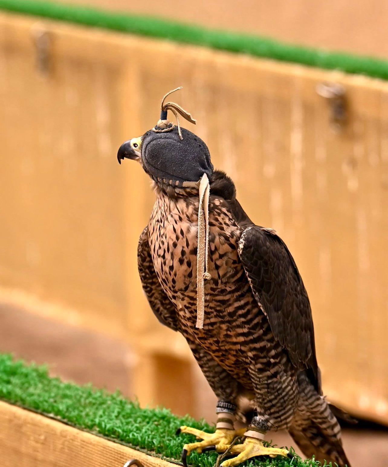 Falconry Glossary: Essential Terms Every Beginner Should Know