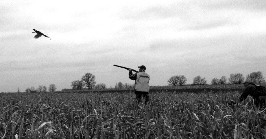 Where can I hunt pheasants in Minnesota?
