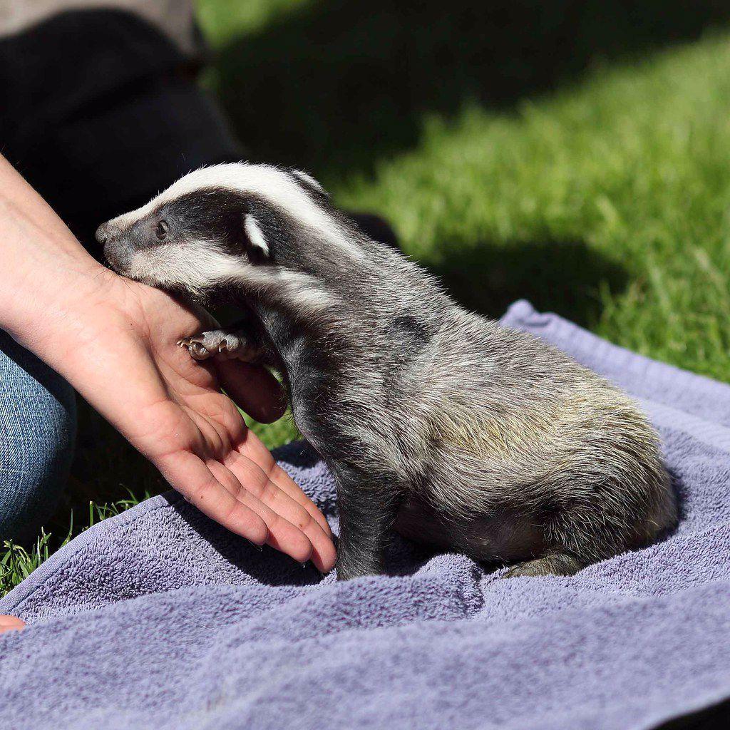 Facts About Badgers