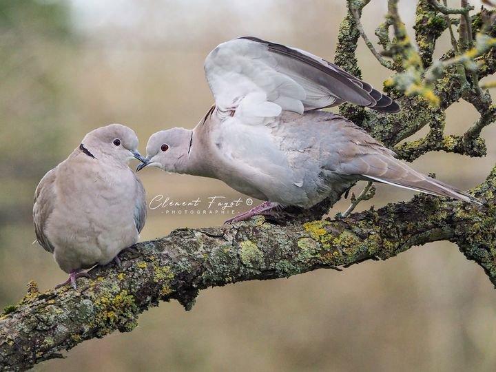 Il y a de l'amour dans l'air dans le jardin et le retour du beau temps ces deux là vont bientôt nous faire des petites tourterelles turques !