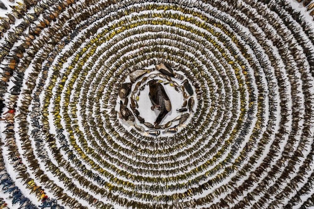 🐦: The winners of the world competition "Bird Photographer of the Year 2024" have been announced.