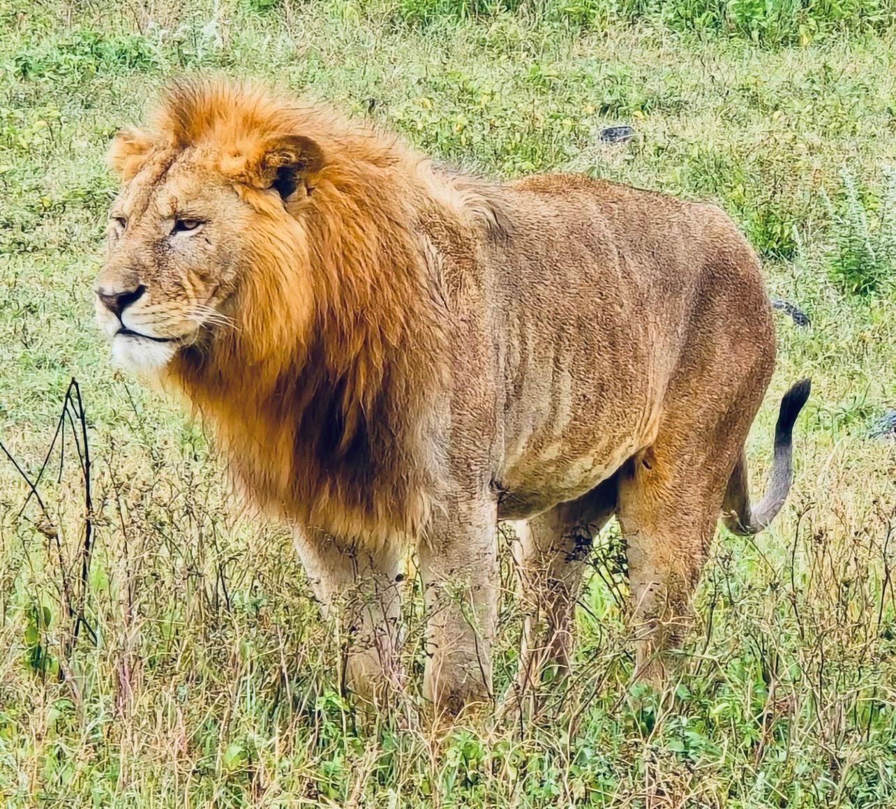 Lion Hunting in Tanzania: season, areas, cost.