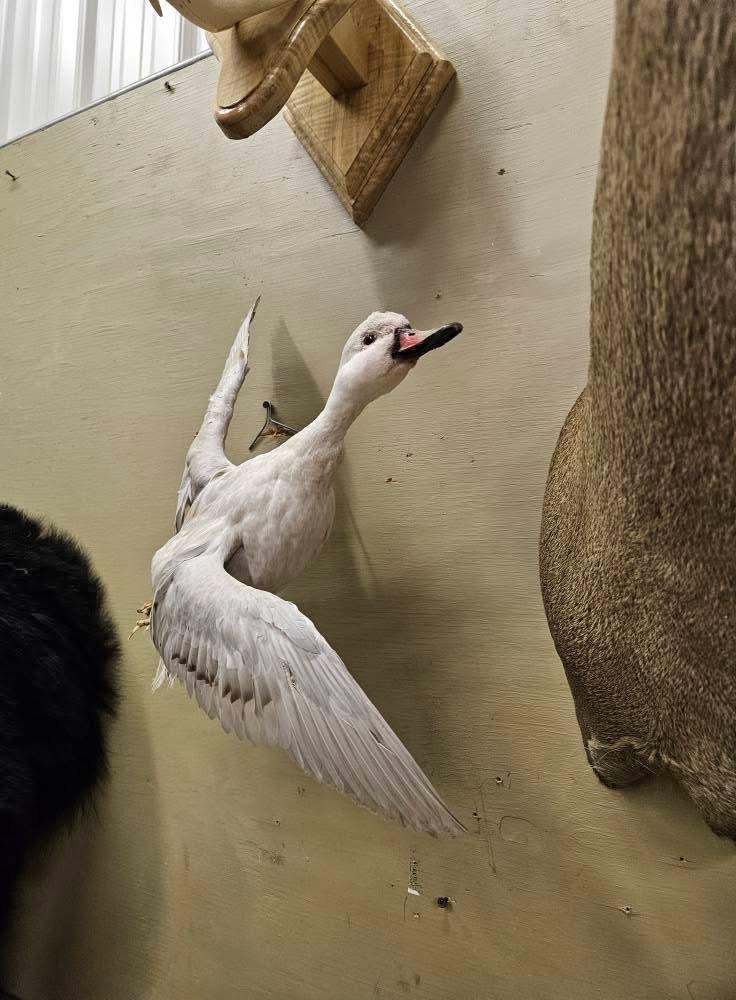 I have some farm raised bird mounts for sale.