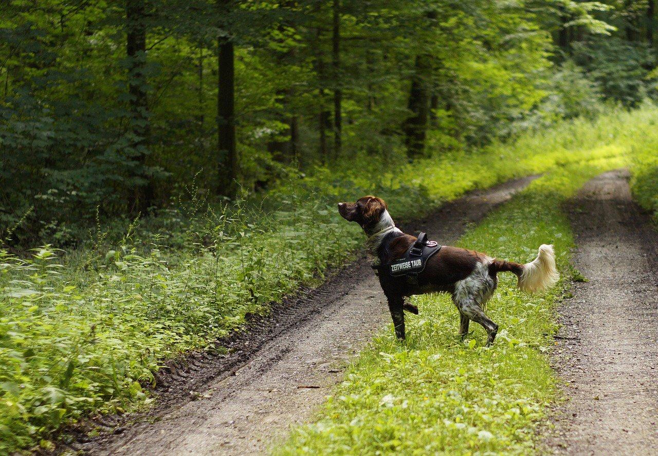 L'Italia offre un'esperienza di caccia incredibile grazie ai suoi paesaggi diversificati e alla ricca fauna selvatica.