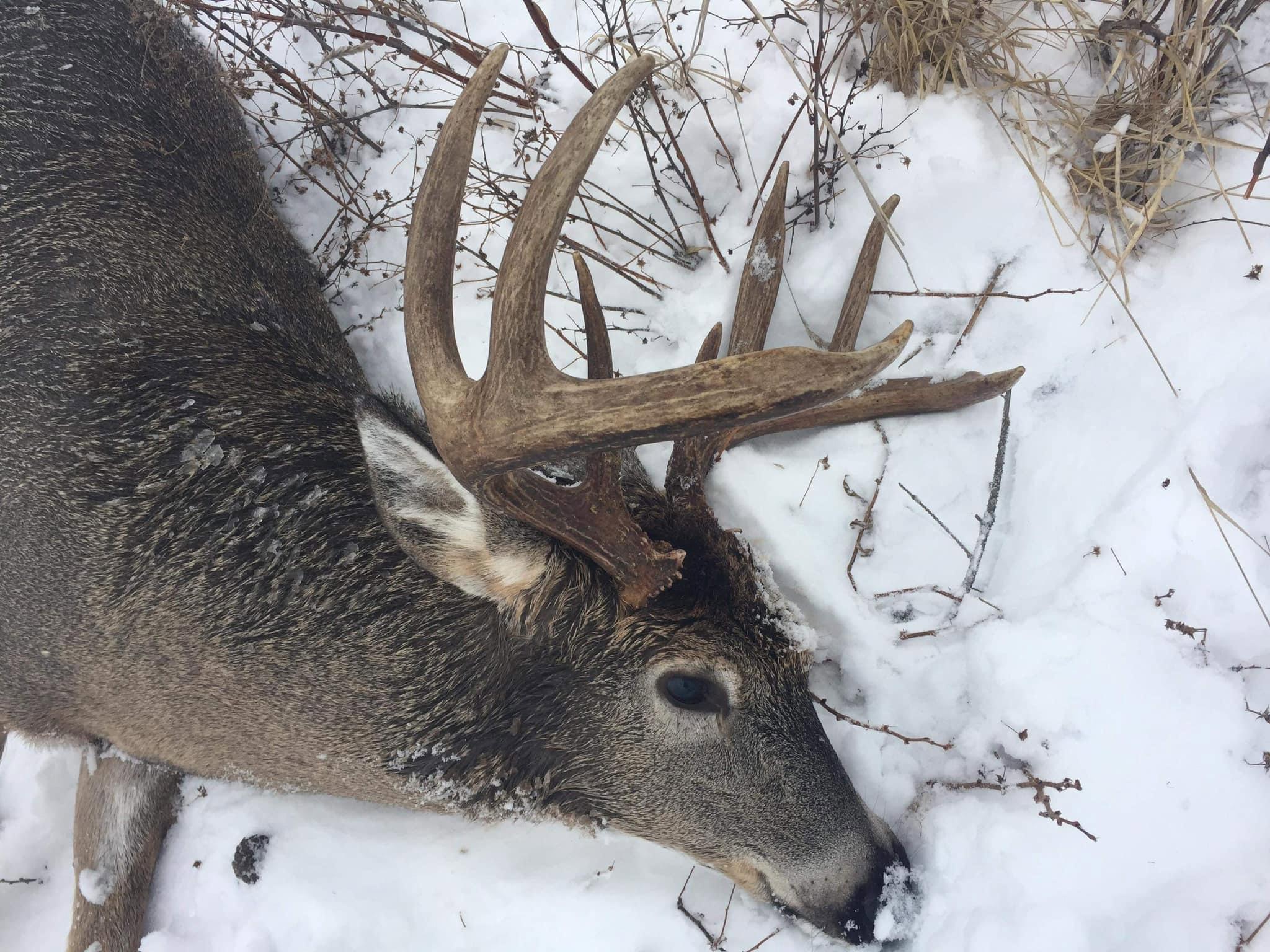 2022 moose and deer - Alberta
