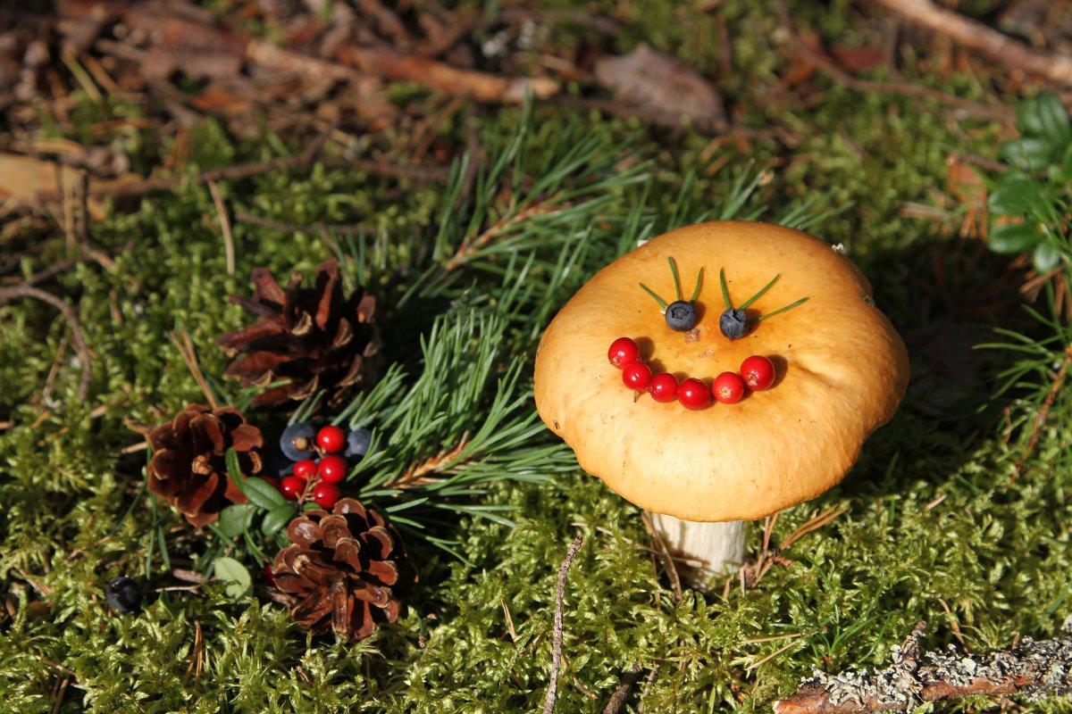 V lesoch Slovenska sa darí úžasnej rozmanitosti húb, čo z nich robí skutočný raj pre milovníkov hubárčenia a gastronomických pôžitkov.