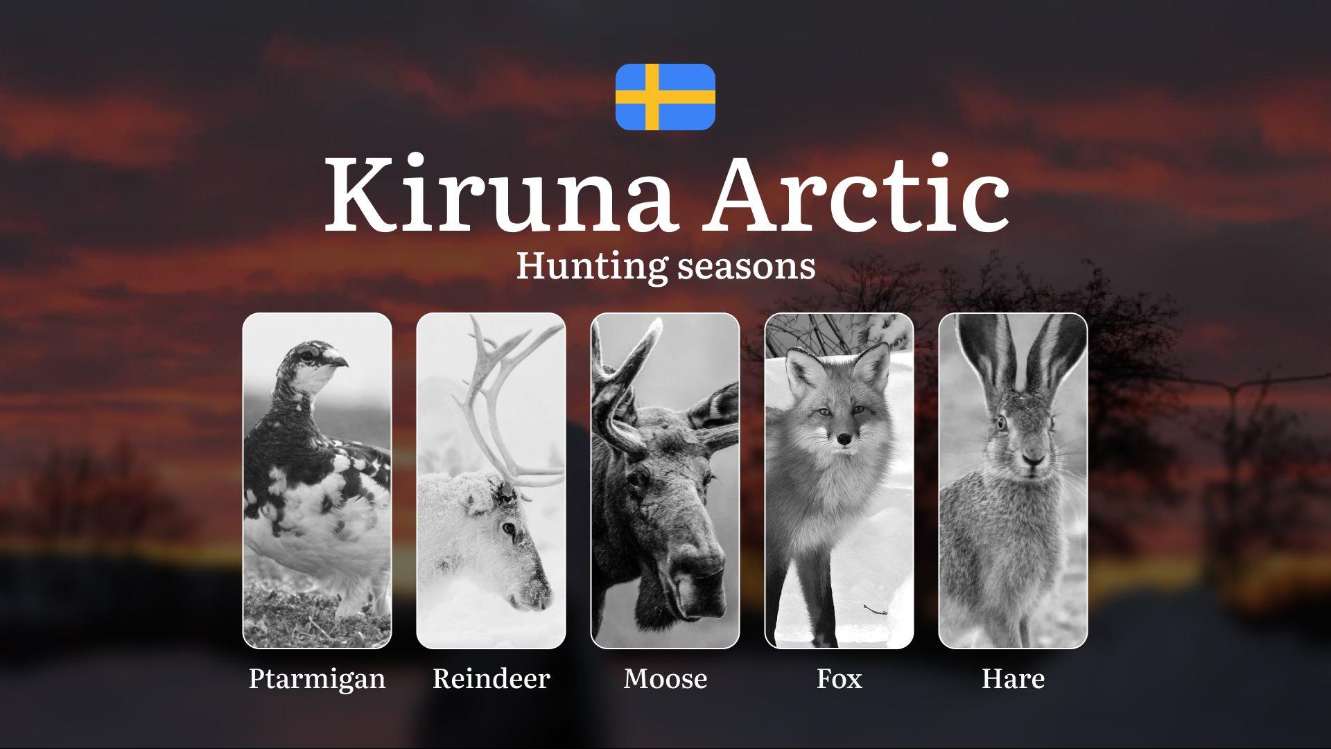Hunting Periods and Local Rules in KIRUNA ARCTIC: Species You Can Hunt Throughout the Year, Seasonal Activity of Game, and the Steps to Get a Legal Hunting License in the Region