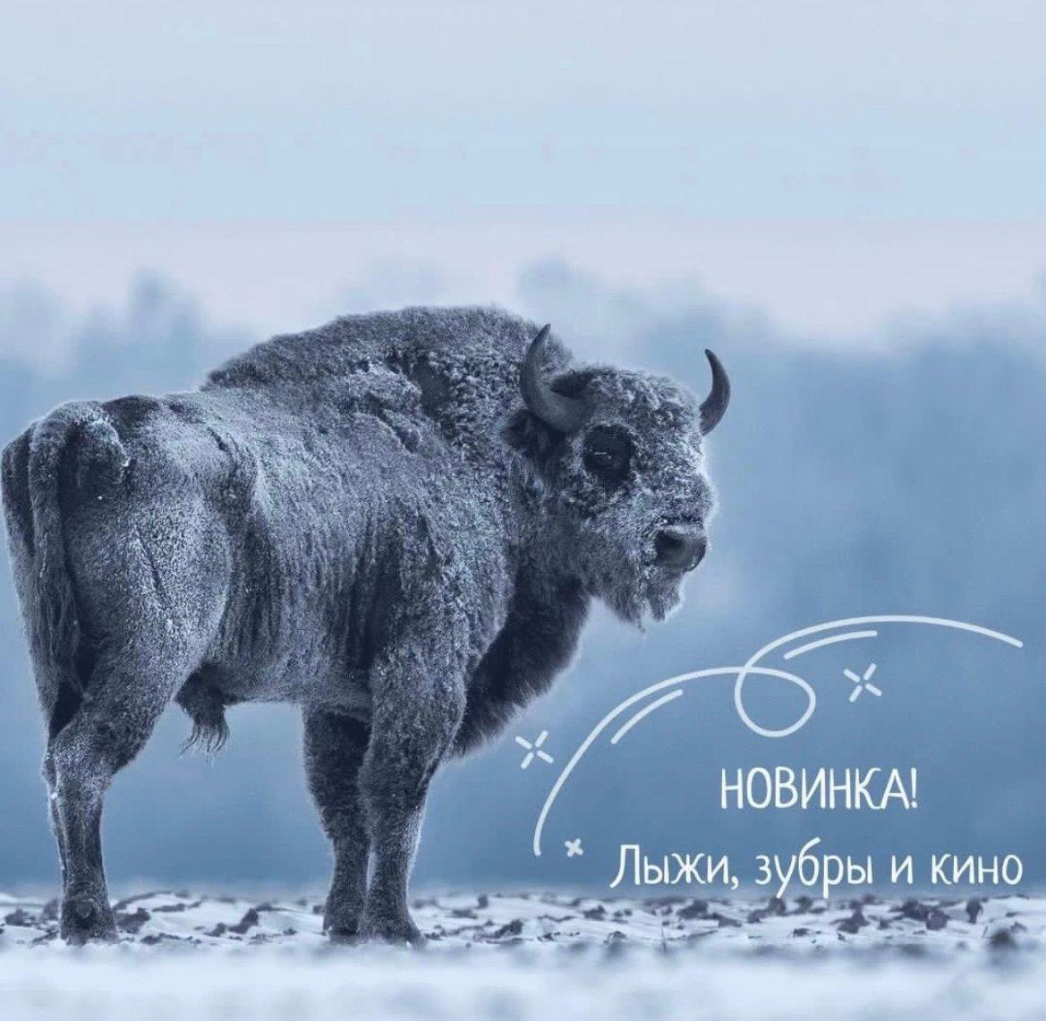 ЛЫЖИ, ЗУБРЫ И КИНО ❄️